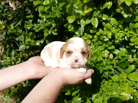 Cavalier King Charles Spaniel