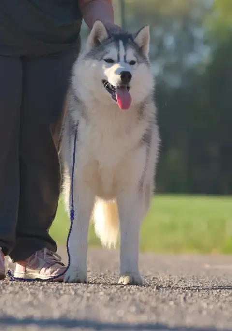 Siberian Husky  Avatar Sully De Daybreak Northern photo 2
