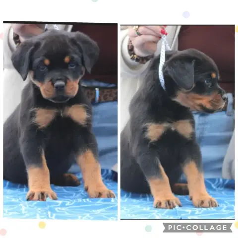 Rottweiler  Chiot 4 Of Legend Mysteria