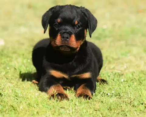 Rottweiler  Chiot 2 Des Titans Noirs Et Feux photo 2