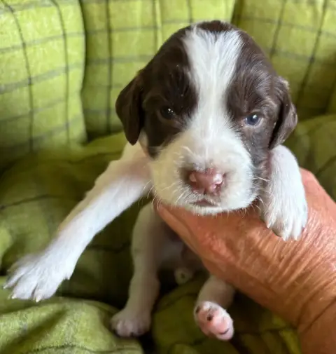 English Springer Spaniel  B............ Des Etangs De 97ef1