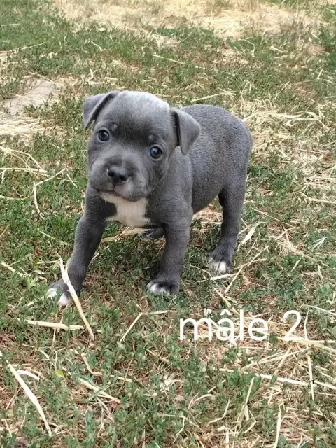 Staffordshire Bull Terrier 
                        C 1372c