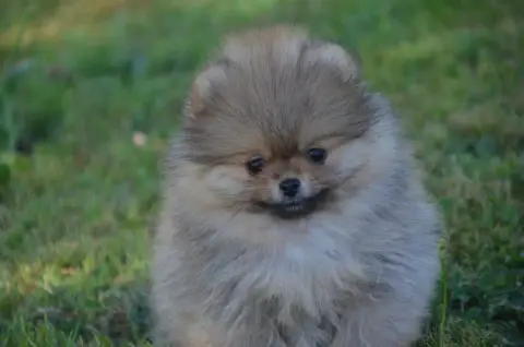Spitz Allemand  Chiot N°1 De La Foret Des Reves Bleus 7d189
