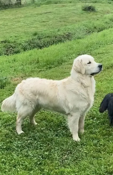 Golden Retriever  Collier Rose Des Champs D'Eypadero e76b6 photo 2