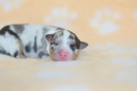 Berger Australien  Chiot 6 Roz Liammet