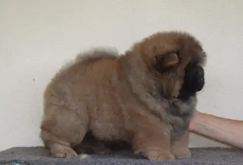 Chow Chow  Bamboo Du Clos Sara photo 2