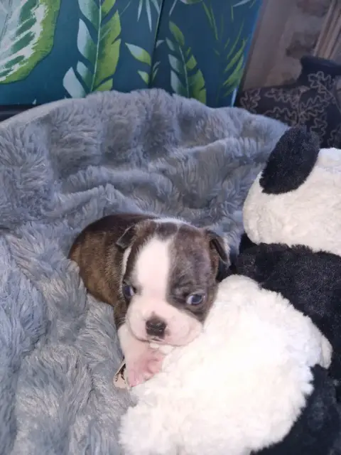 Boston Terrier  Bernie La Patouille Des Forges photo 3