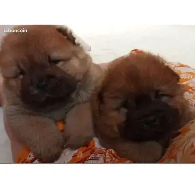 Chow-Chow
