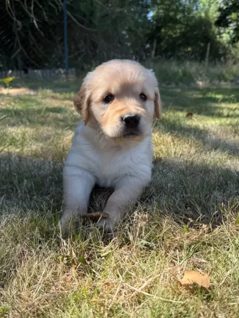 Golden Retriever  Chiot N°6 Du Moulin De Madjurie