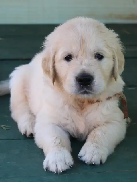Golden Retriever  M. Marron Des Grenouillettes Du Vex bd3d4