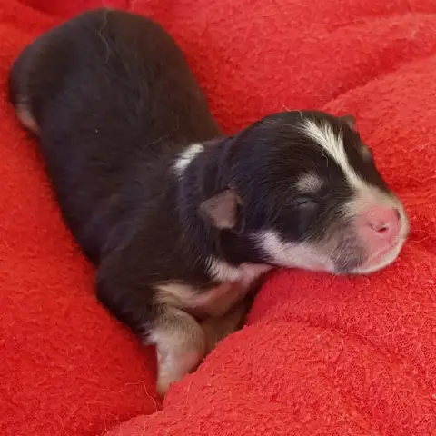 Chien Finnois De Laponie  Chiot 8 Domaine De Merlou 9de3e
