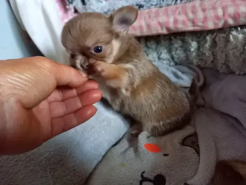 Chihuahua  Chiot 3 Des Petites Brindilles photo 3