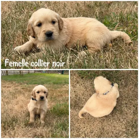 Golden Retriever 
                        Femelle Col bc976