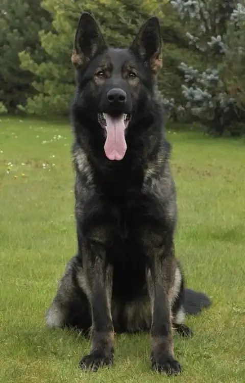 Berger Allemand  Chiot 3 Des Trésors Du Maquis photo 3