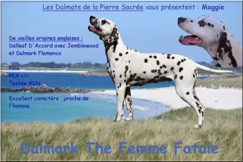 Dalmatien  Collier Bleu Clair Des Hauts Templiers photo 3
