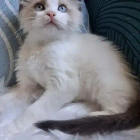 Bradley - Mâle Seal Bicolore Ragdoll