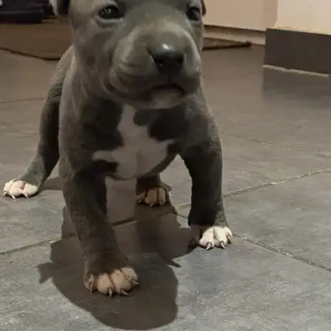 Amstaff À Réserver