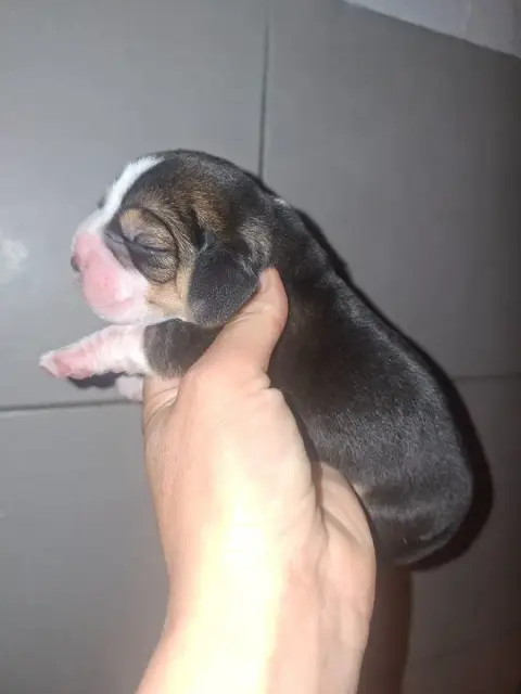 Beagle  Chiot 5 De La Vallée Du Grand Loup photo 2