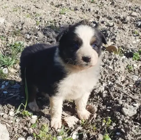 Berger Australien  Chiot N°4 De La Campagne De Poupie 61490