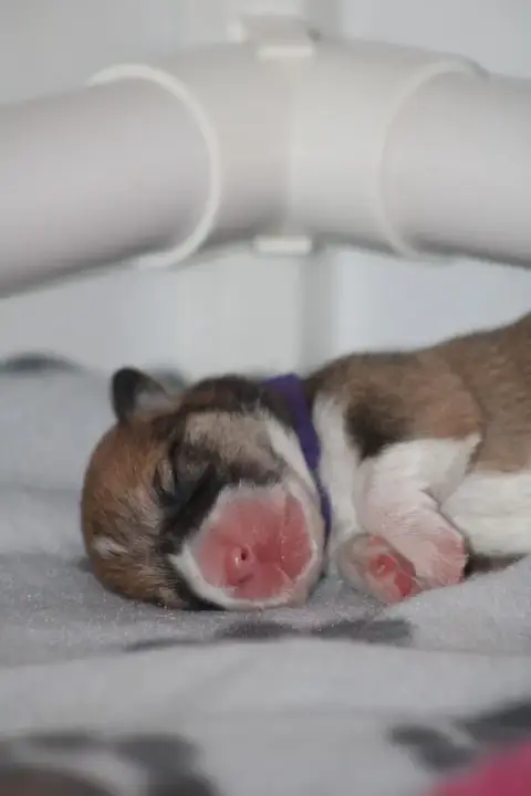 Welsh Corgi Pembroke  Born To Shine Bhavani photo 2