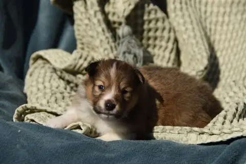 Shetland Sheepdog  Chiot N°2 Des Collines De Sagne