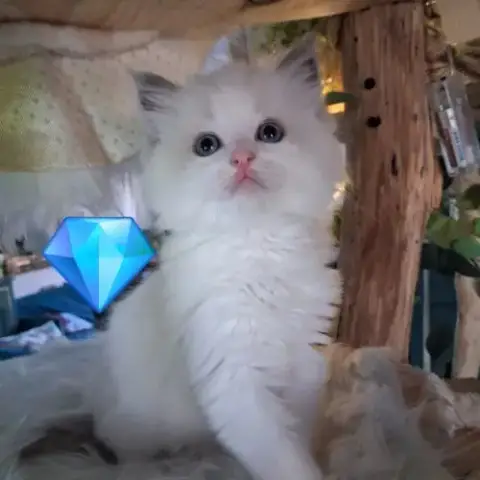 7 Chatons Ragdoll Loof Nés Le 08/04/26