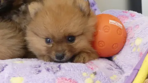 Spitz Allemand 
                        Chiot N°3 Du  9ceae
