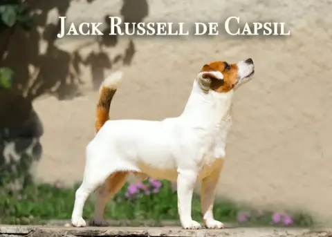 Jack Russell Terrier  Chiot 1 Du Clos D'Allinge photo 2