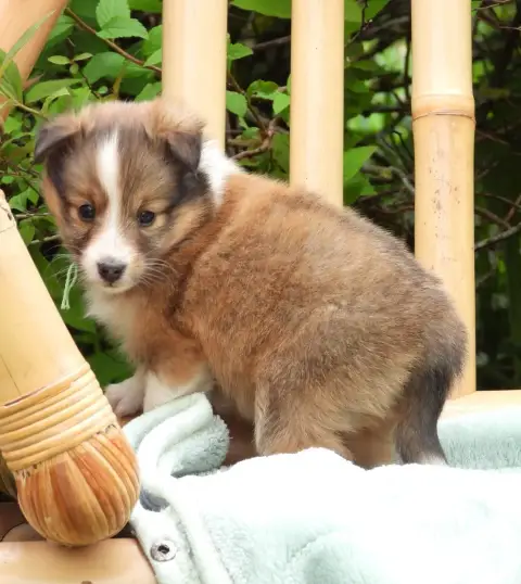 Shetland Sheepdog  Chiot N°1 Du Sapin Vert photo 2