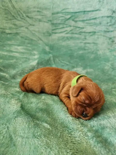 Cavalier King Charles Spaniel  Chiot 4 Du Royaume De  4d138 photo 2