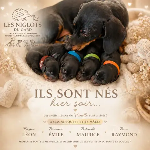 Teckel Poil Ras  Bonjour Léon Des Niglots Du Gard