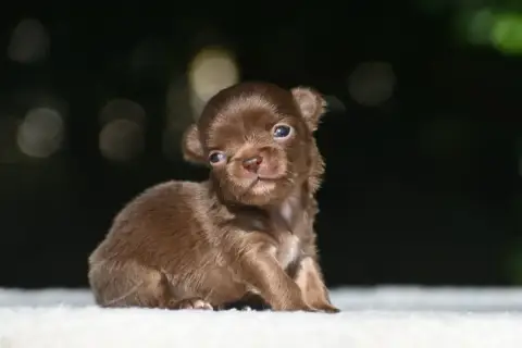 Chihuahua  Bambina Poetica Des Emeraudes De Nahusha 60292