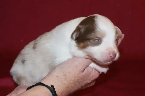 Berger Australien  Femelle Rouge Merle 1 (M/M) De La  6ccc6
