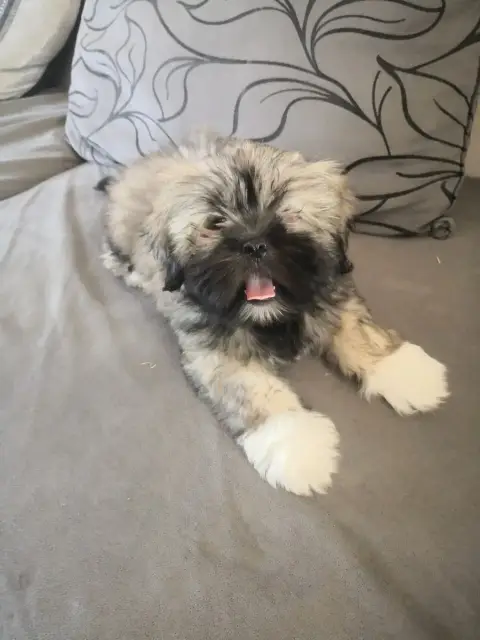 Lhassa Apso  Bella A Pazzia D'Aurelia photo 2
