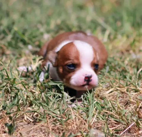 Staffordshire Bull Terrier  Chiot N°3 Oogie Boogie