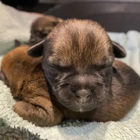 Chiots Border Terrier