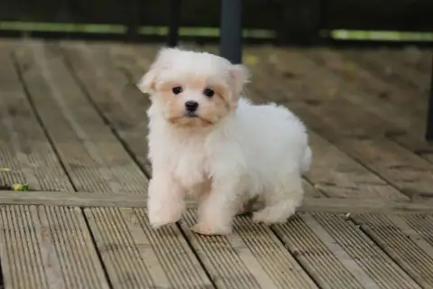 Bichon Maltais  Brisote De L'Angelarde photo 2