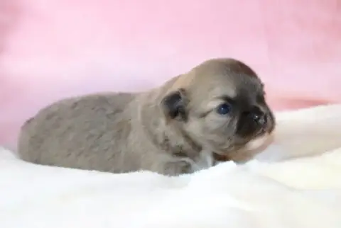 Chihuahua  Chiot 2 Sweet Little Roses