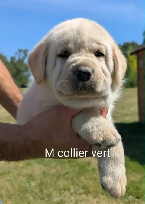 Labrador Retriever photo 2