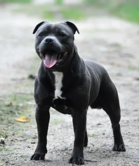Staffordshire Bull Terrier  Bamboo Du Pirasset photo 2