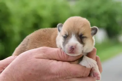 Welsh Corgi Pembroke  Belmondo De La Folle Emprise
