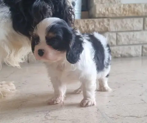 Cavalier King Charles Spaniel