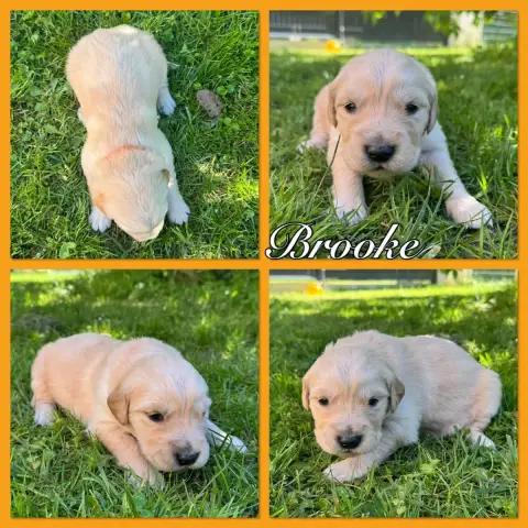Golden Retriever  Brooke Du Domaine Des Belles Aubois d8058