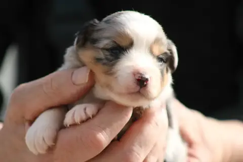 Berger Américain Miniature  Chiot 6 Des Romarins De M 208fd photo 2