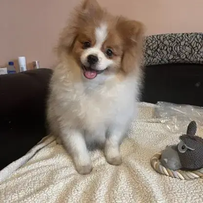 Spitz À Adopter