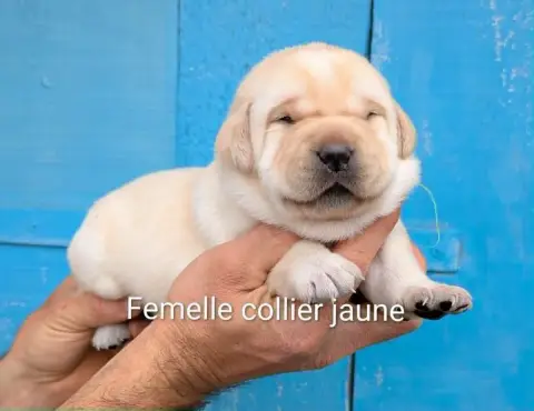 Labrador Retriever  Femelle Collier Jaune Du Domaine  10168