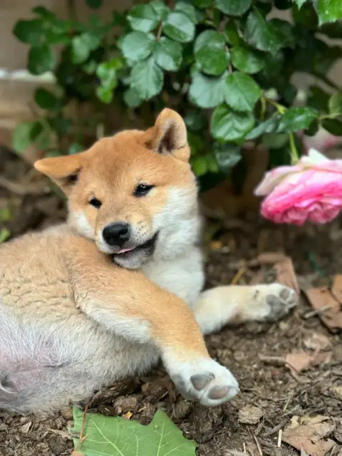 Shiba  Benji photo 2