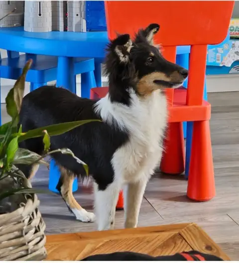 Adopter Shetland Sheepdog 
                        Bella Du R 12423
