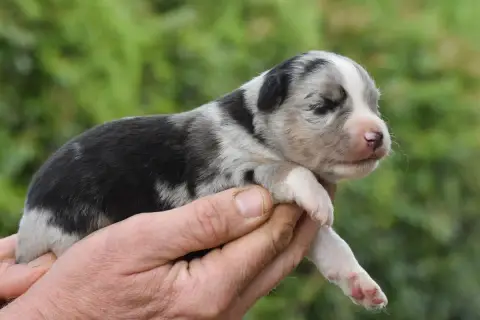 Berger Américain Miniature