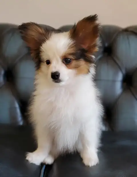 Epagneul Nain Continental (Papillon)  Chiot N°3 Billa e4a47